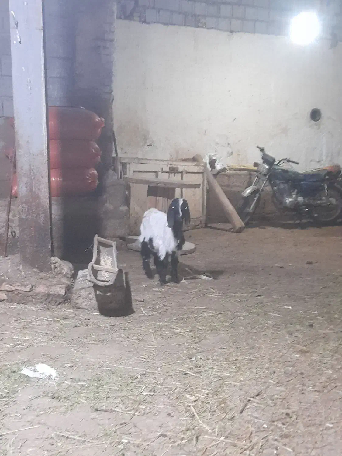 بزغاله نر عراقی|حیوانات مزرعه|قصابه, |دیوار