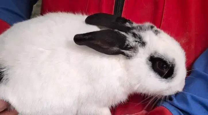 خرگوش|موش و خرگوش|قیدار, |دیوار