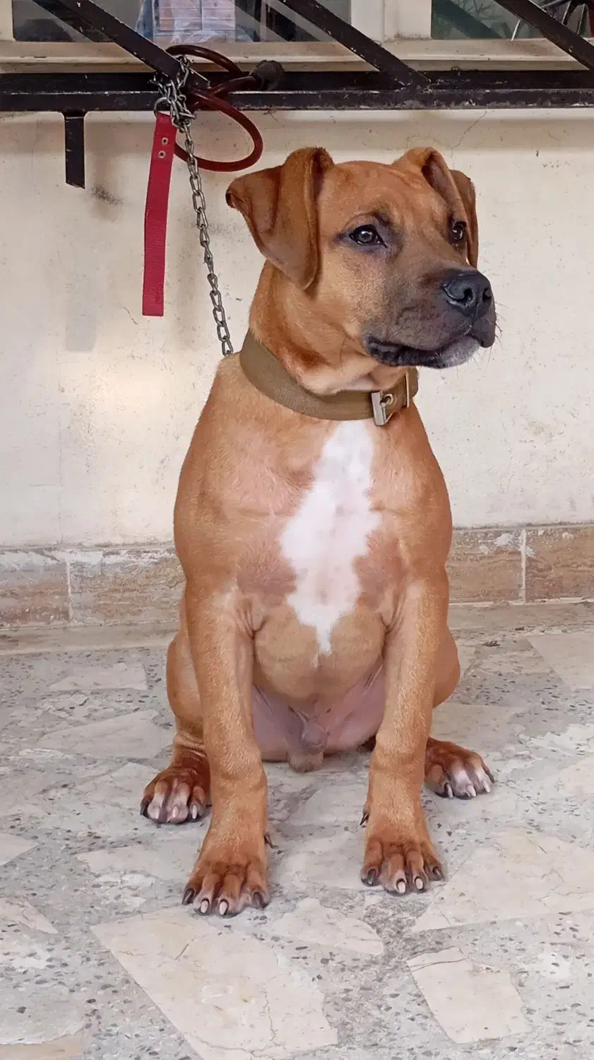 سگ پیتبول|سگ|ساری, |دیوار