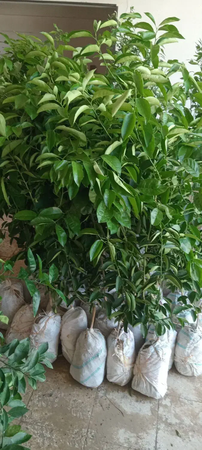 خریدار انواع چوب|خدمات باغبانی و درختکاری|نورآباد ممسنی, |دیوار