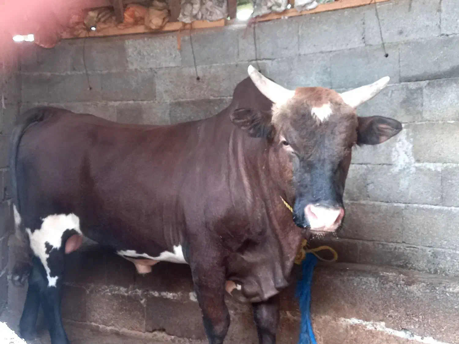 گاونر|حیوانات مزرعه|رشت, لاکان|دیوار