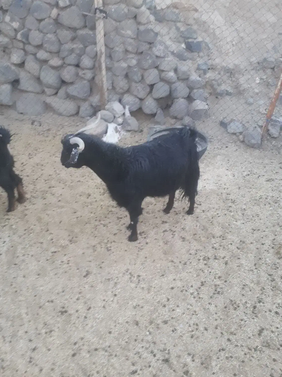 بز۸|حیوانات مزرعه|سربیشه, |دیوار