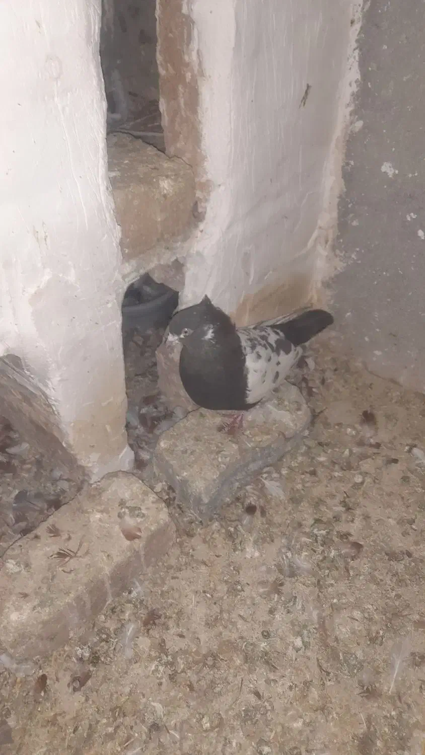 جفتی سرته درشت لون دار پرشتی|پرنده|سیلاخور, |دیوار