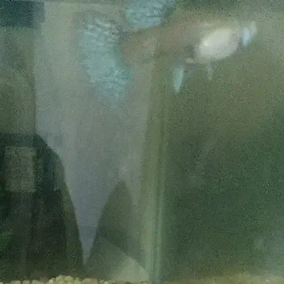 ۲ ماهی ماده گوپی معاوضه|ماهی|پرند, فاز ۶|دیوار