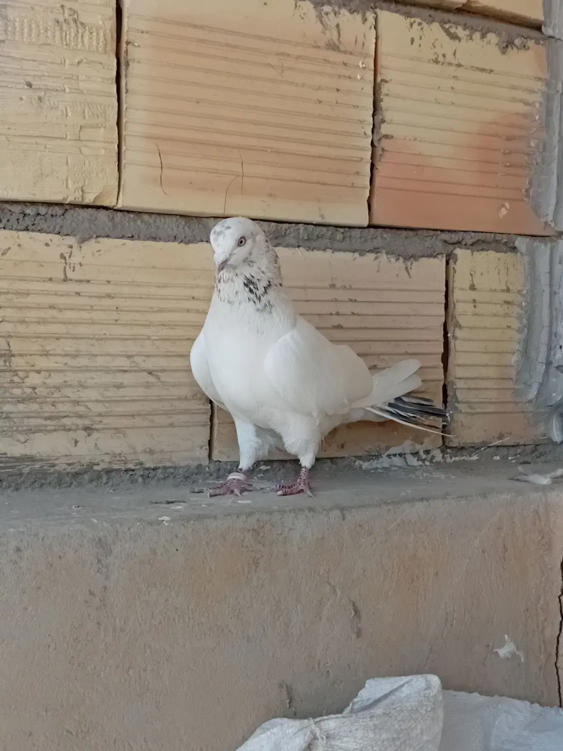 کبوتر پرشی|پرنده|سمنان, |دیوار