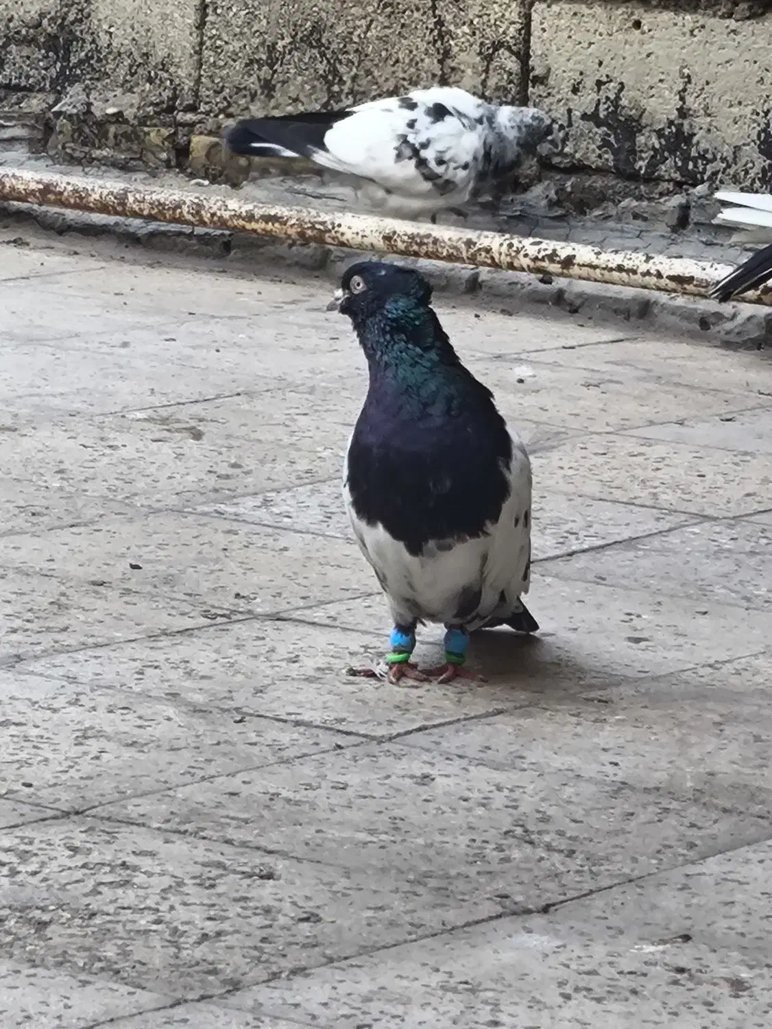 کبوتر|حیوانات|اهواز, کمپلو جنوبی|دیوار