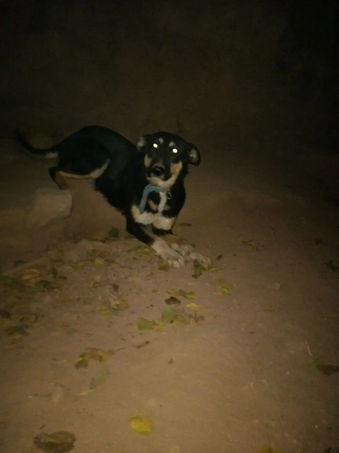 توله سگ نژاد دار|سگ|خرمآباد, |دیوار