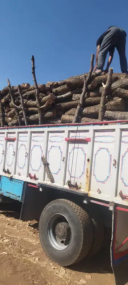 خریدار انواع چوب|خدمات باغبانی و درختکاری|اندیمشک, |دیوار