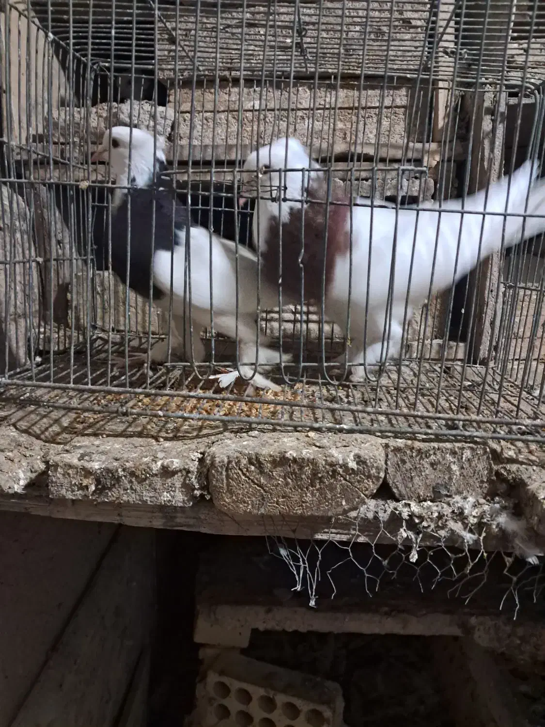 دو عدد طوقی نر و ماده پاک بدون عیب|پرنده|شهرضا, |دیوار