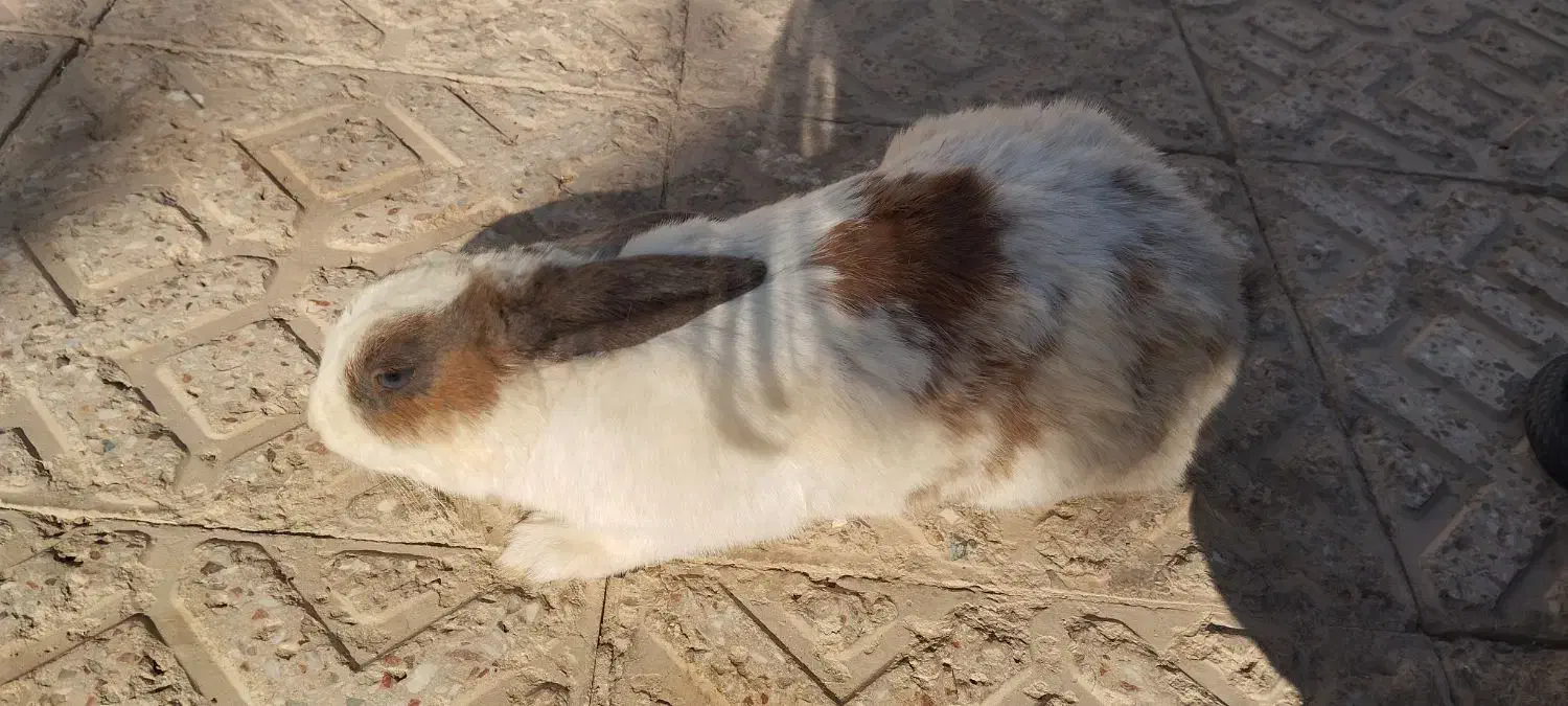 خرگوش بازی گوش|موش و خرگوش|شاهین‌شهر, گزبرخوار|دیوار