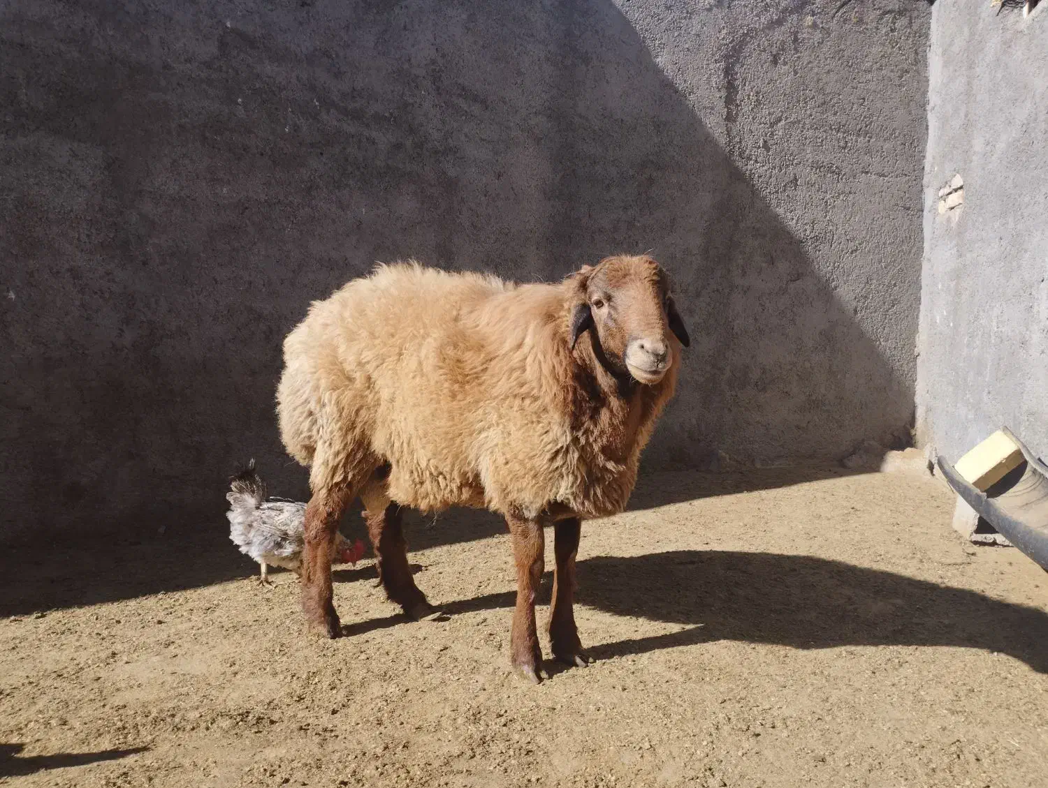 بره نر یک ساله نژاد دار|حیوانات مزرعه|اسفراین, |دیوار