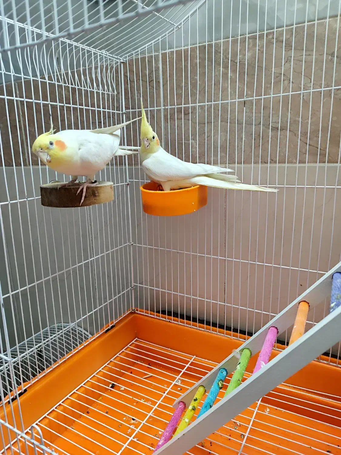 عروس هلندی لوتینو نر و ماده|پرنده|قم, یزدانشهر|دیوار