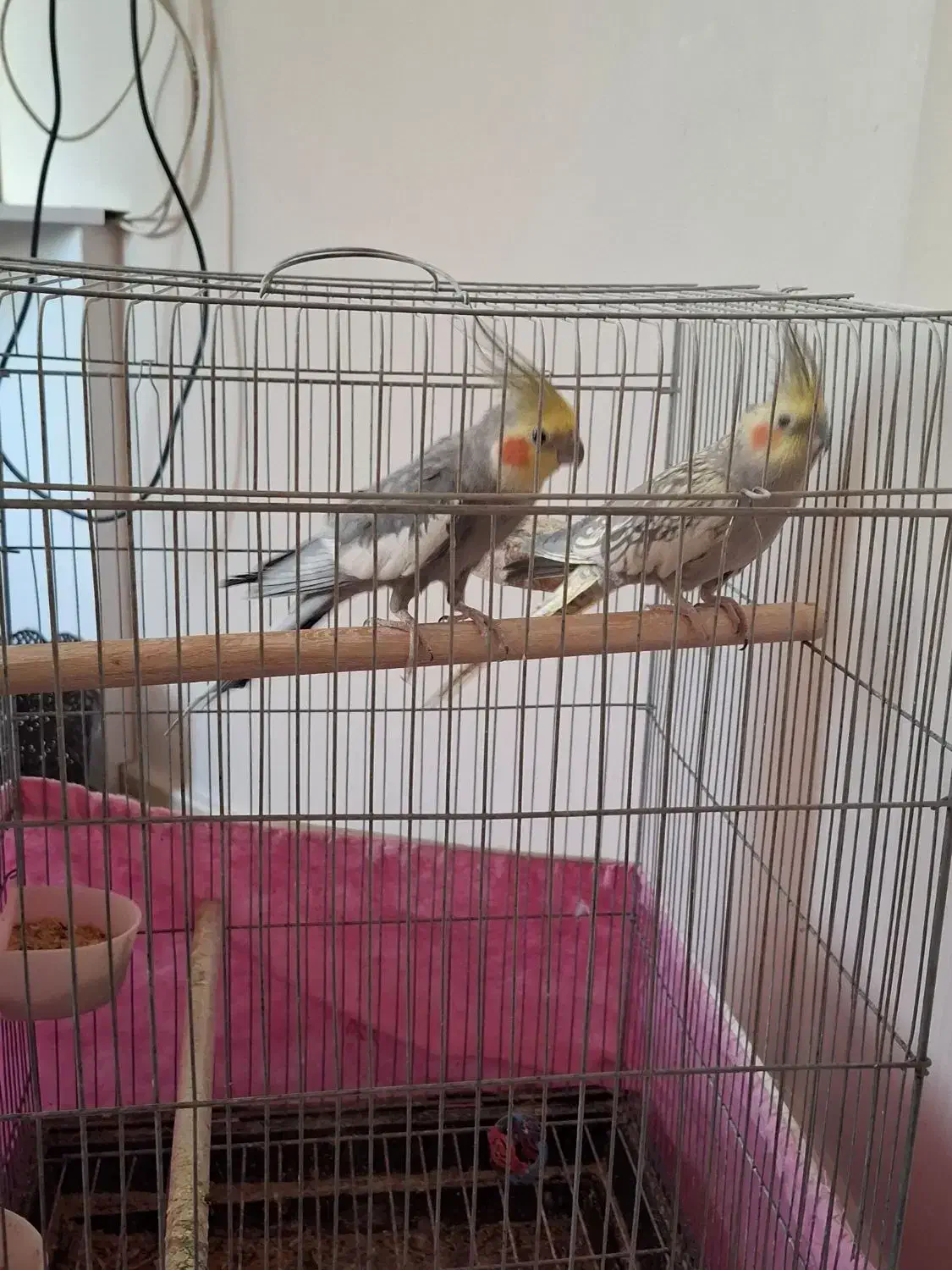 عروس هلندی|پرنده|تهران, شهرک هما|دیوار