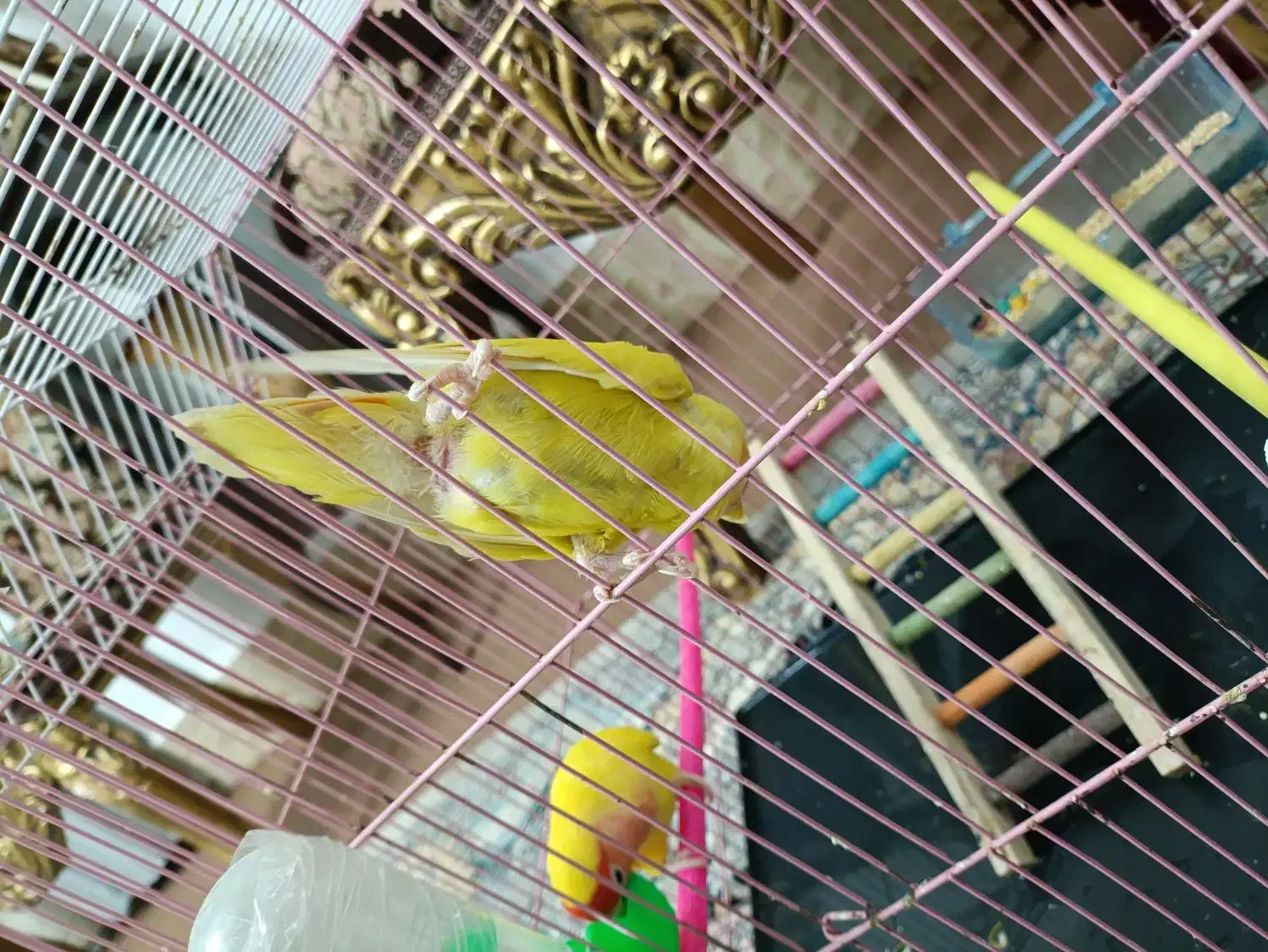 جفت کوتوله نر و ماده|پرنده|زابل, |دیوار