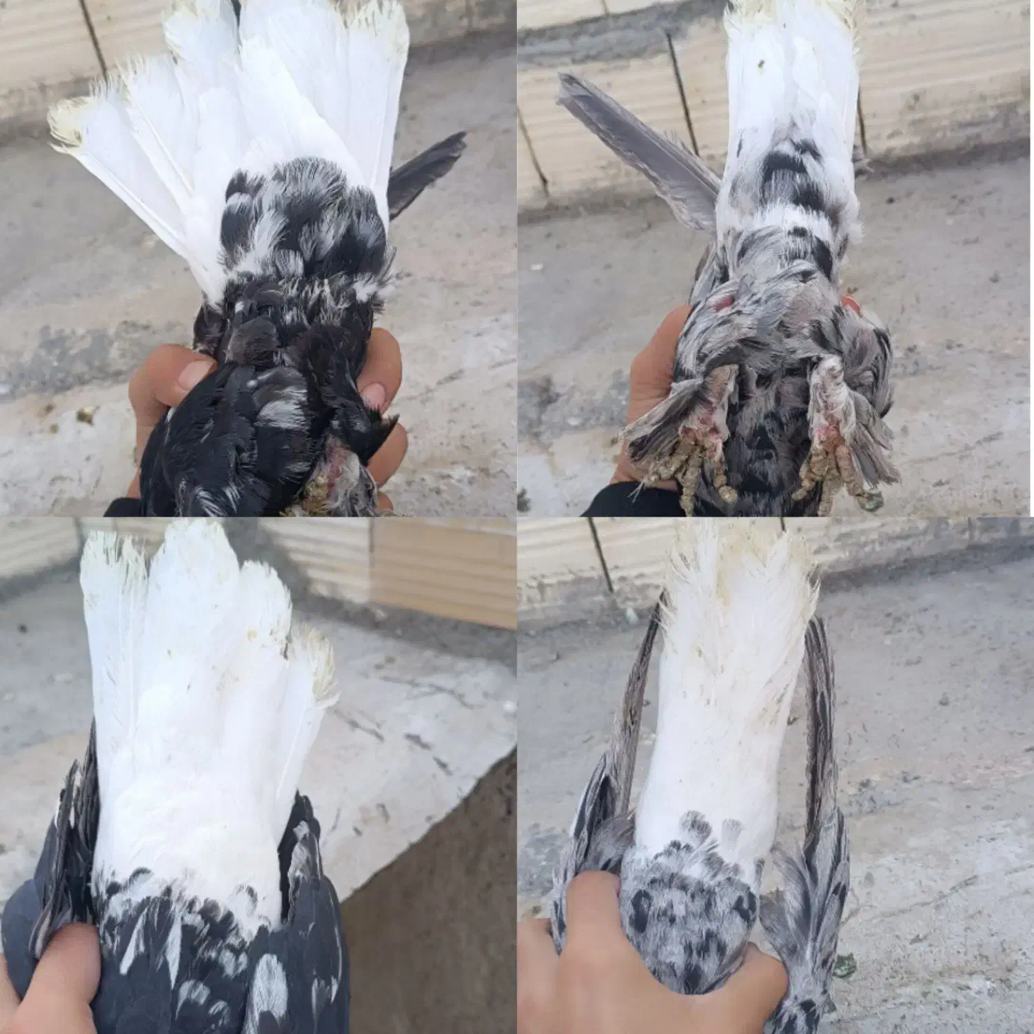 کفتر دم سفید سرور|پرنده|شیراز, سلطان آباد|دیوار