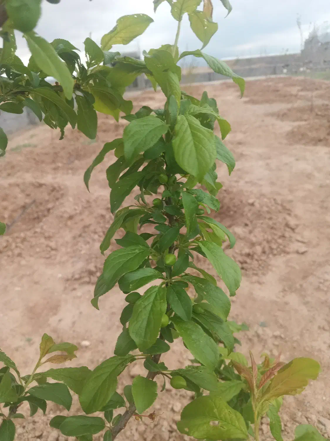 زمین فروشی دهنه۳۲در۶۳|فروش دفتر صنعتی، کشاورزی، تجاری|تربت جام, میان جام|دیوار