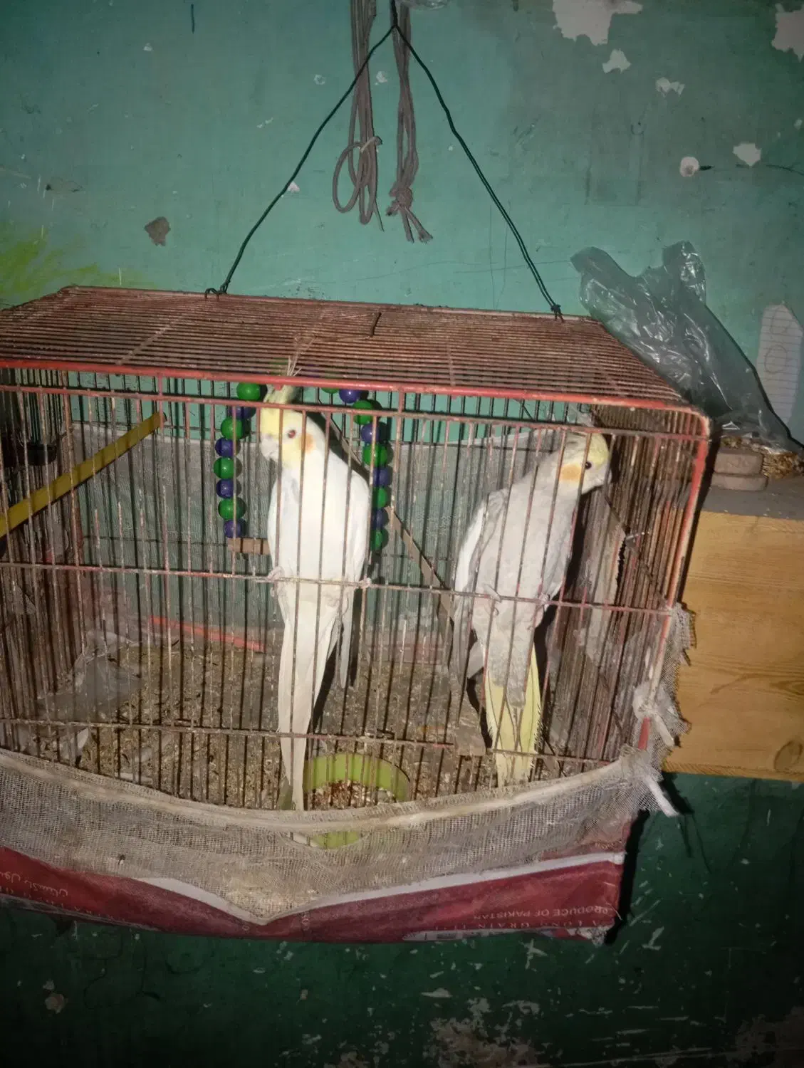 عروس هلندی|پرنده|بندرعباس, |دیوار