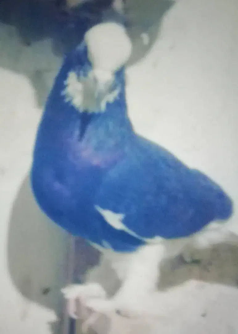 طوق سیاه و سینه سیاه|پرنده|شیراز, شاهچراغ|دیوار