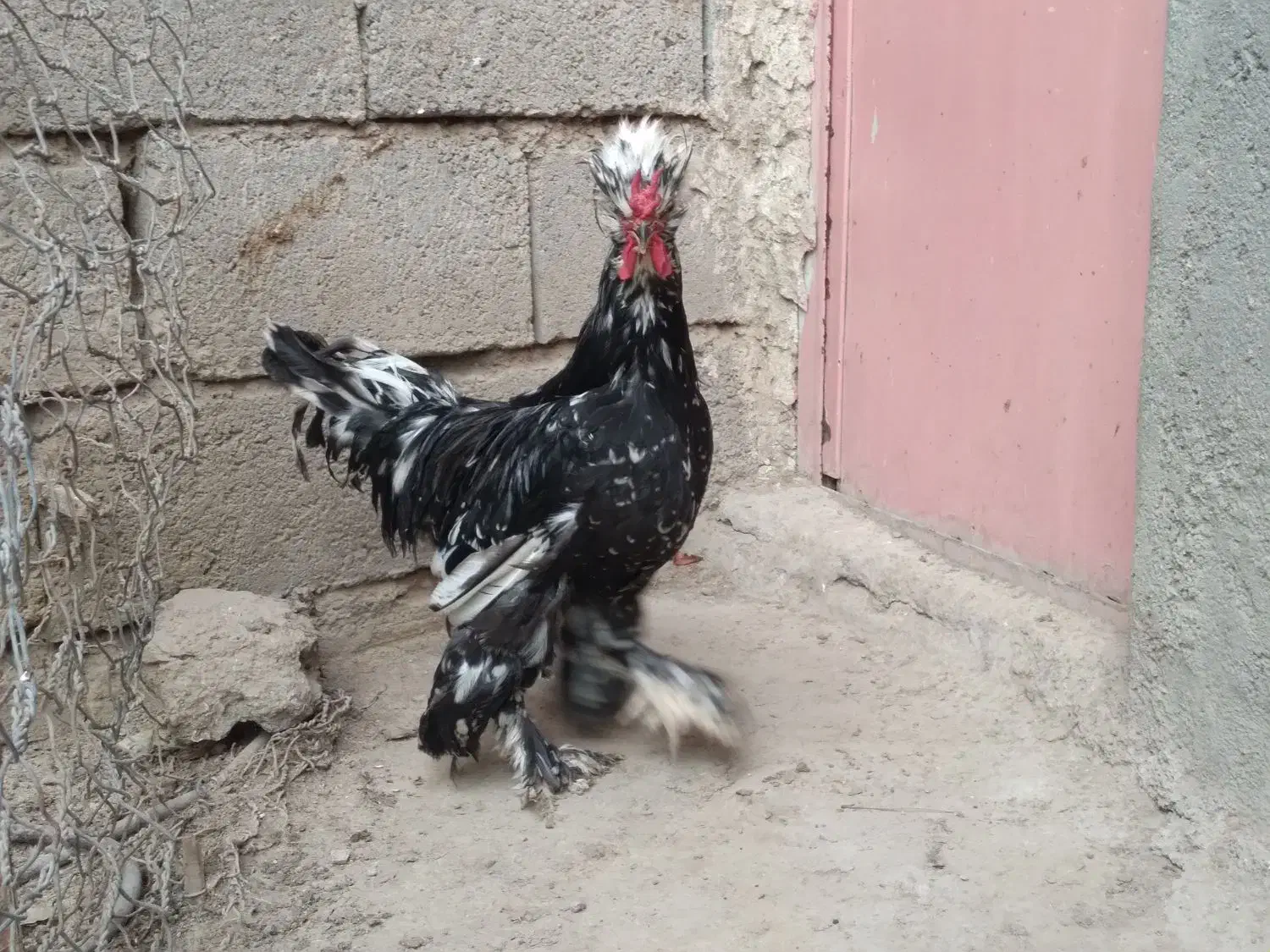 خروس طبیعی جوان خوشکل وسنگین|حیوانات مزرعه|اردبیل, |دیوار