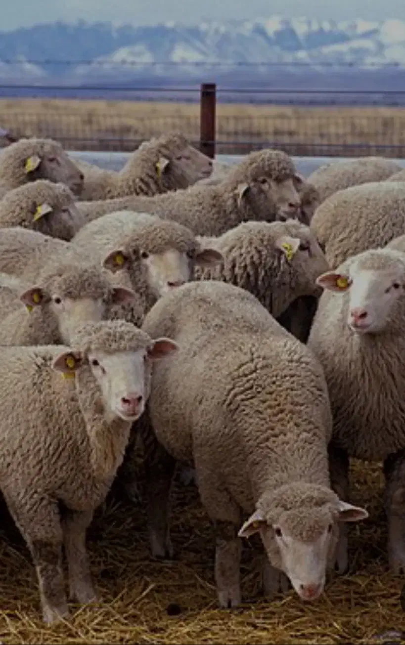 گوسفند زنده ، قصاب،|حیوانات مزرعه|تهران, تهرانپارس شرقی|دیوار