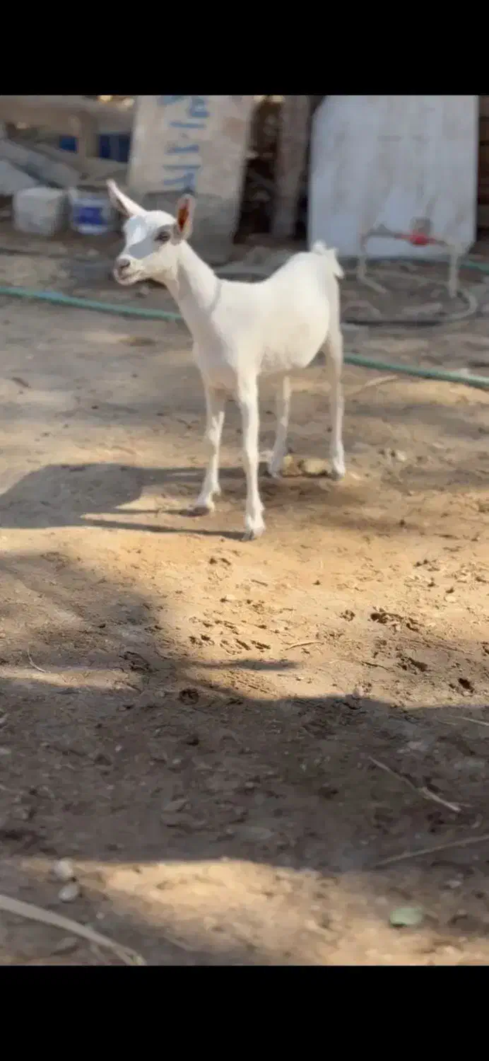 ابستن و بزغاله|حیوانات مزرعه|جهرم, |دیوار