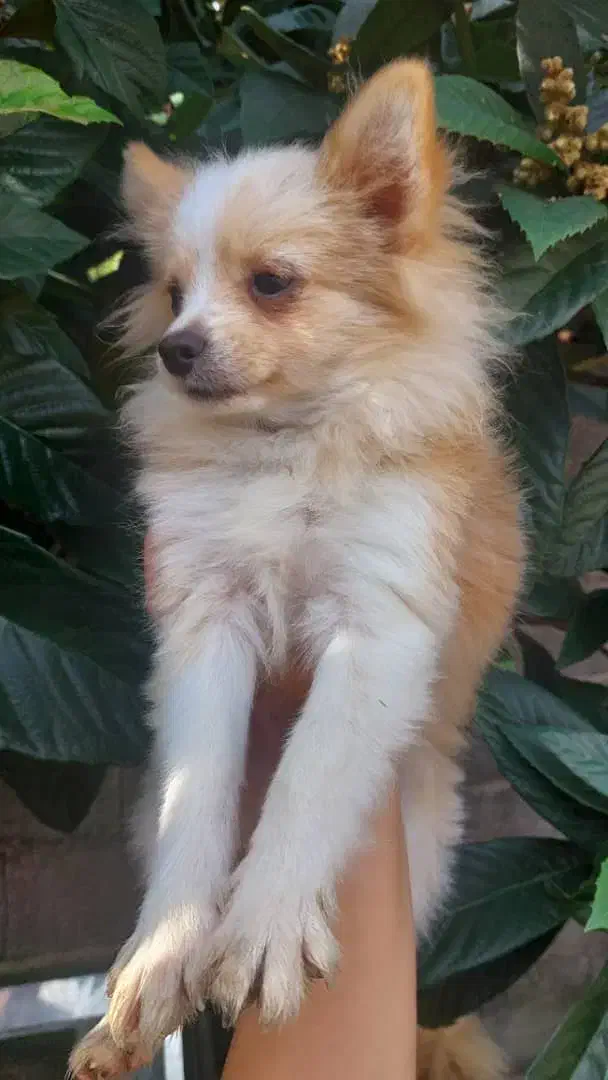 پامرانین|سگ|رشت, گلسار|دیوار