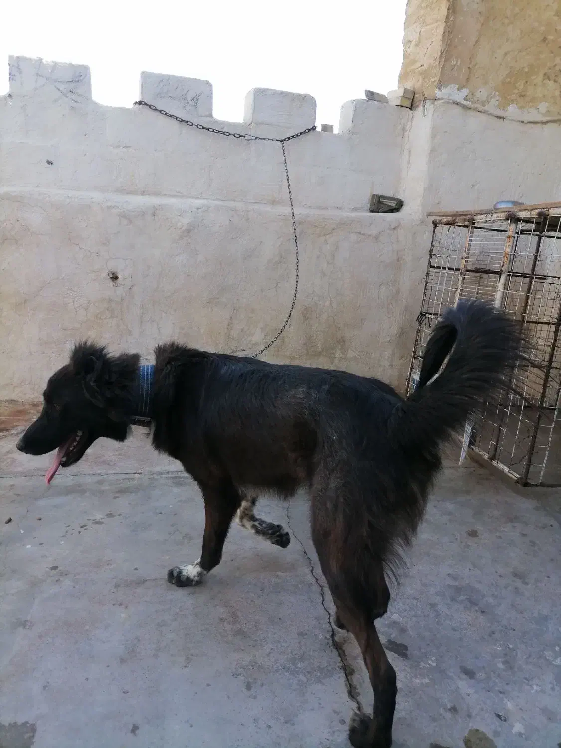 سگ قدرجونی|سگ|مسجد سلیمان, |دیوار