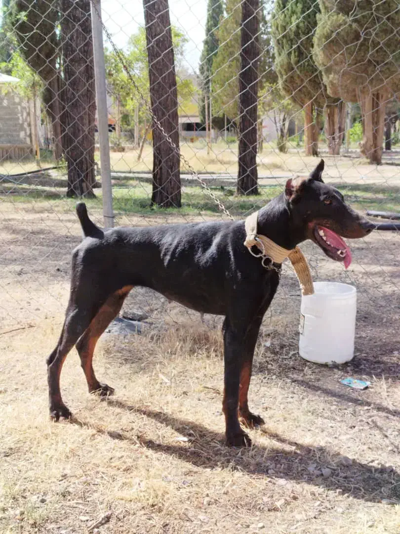 دوبرمن ماده|سگ|مرودشت, رامجرد یک|دیوار