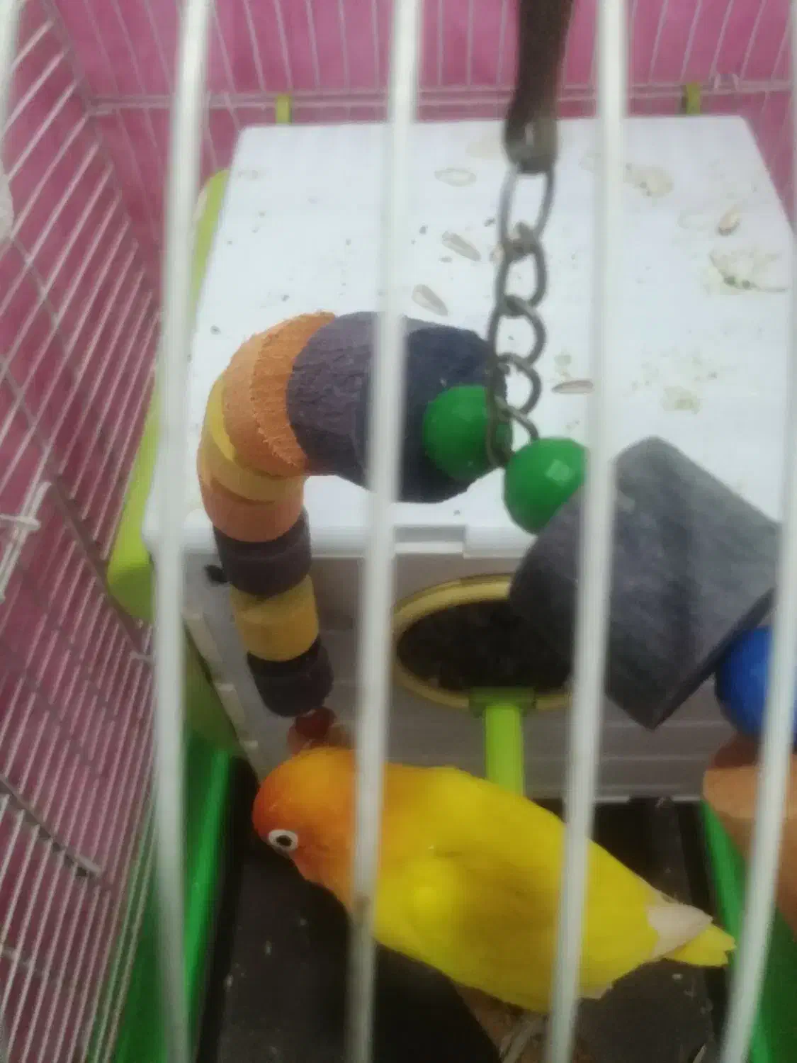 فروش ی جفت طوطی برزیلی|پرنده|بندر ماهشهر, |دیوار