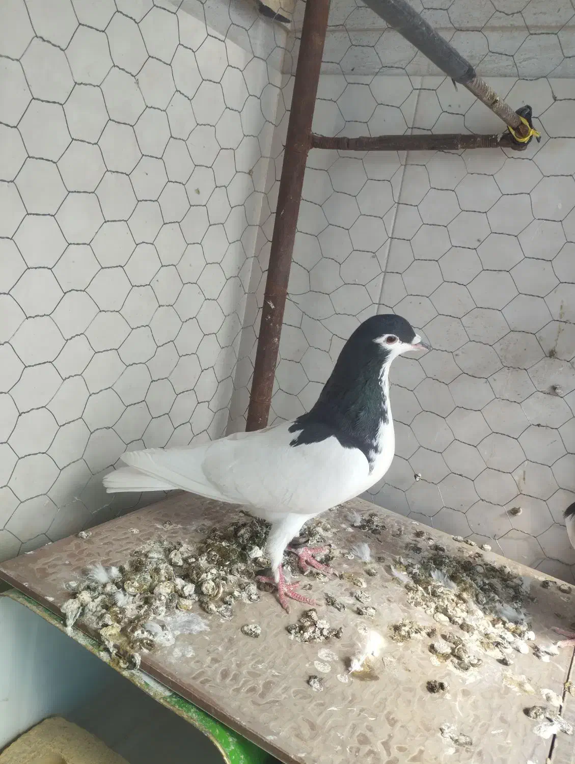 کفتر|پرنده|فسا, |دیوار