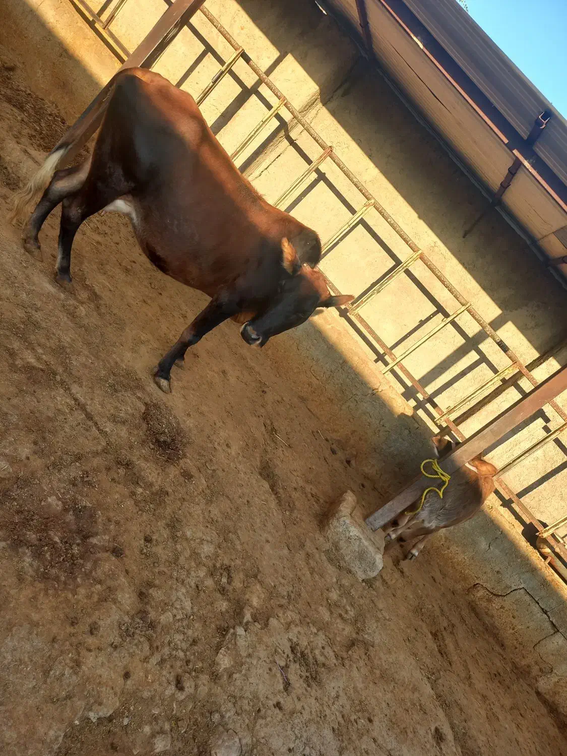 فروش گاو و گوساله|حیوانات مزرعه|دهدشت, |دیوار