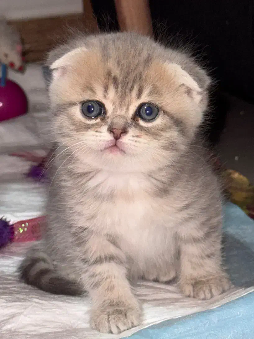 بچه گربه اسکاتیش پرشین|گربه|اندیشه, اندیشه فاز ۶|دیوار