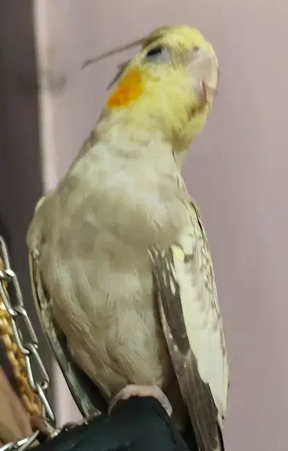 عروس هلندی ماده|پرنده|کارون, |دیوار