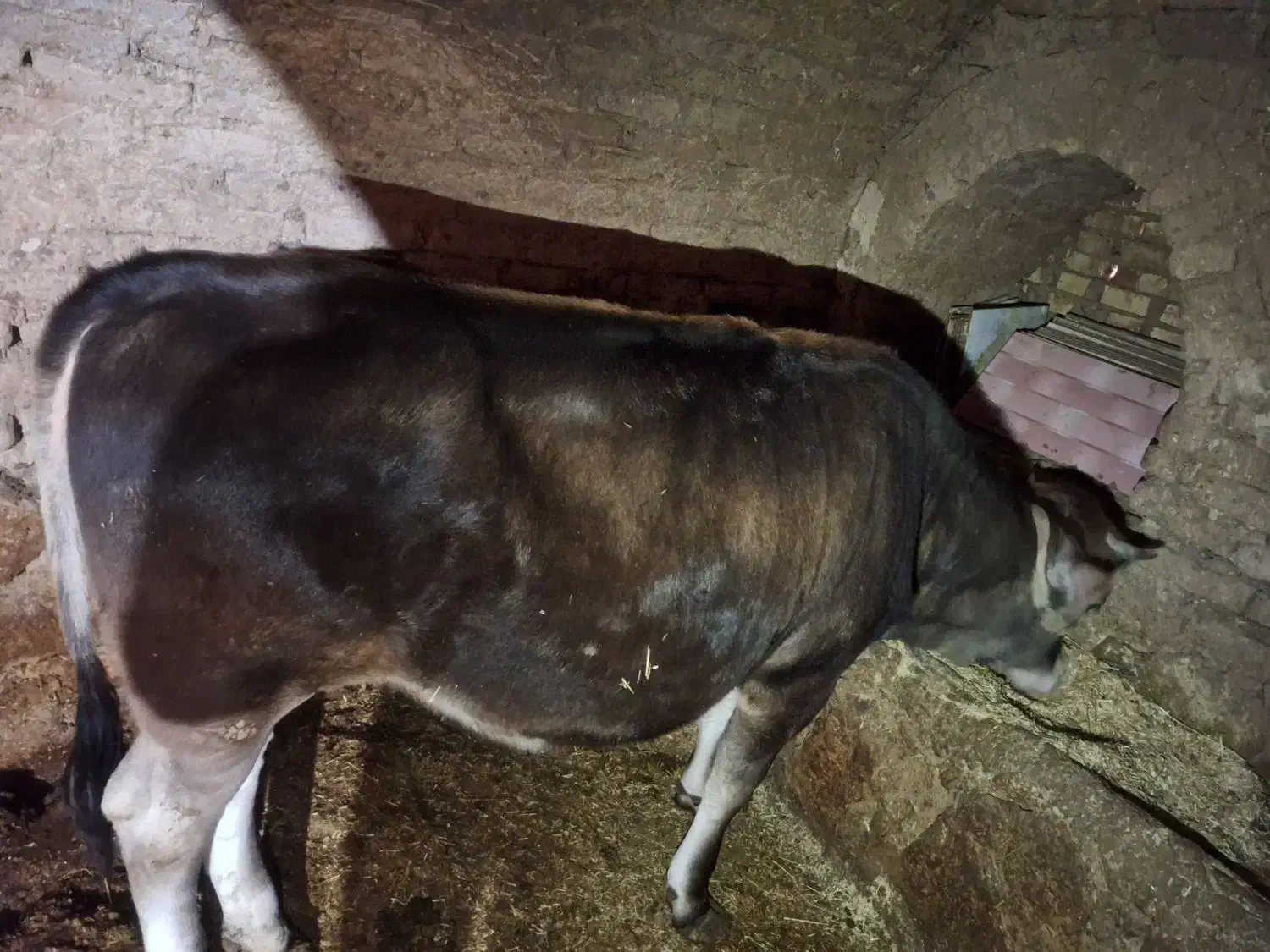 گوساله، گاو، بزغاله|حیوانات مزرعه|اردل, |دیوار