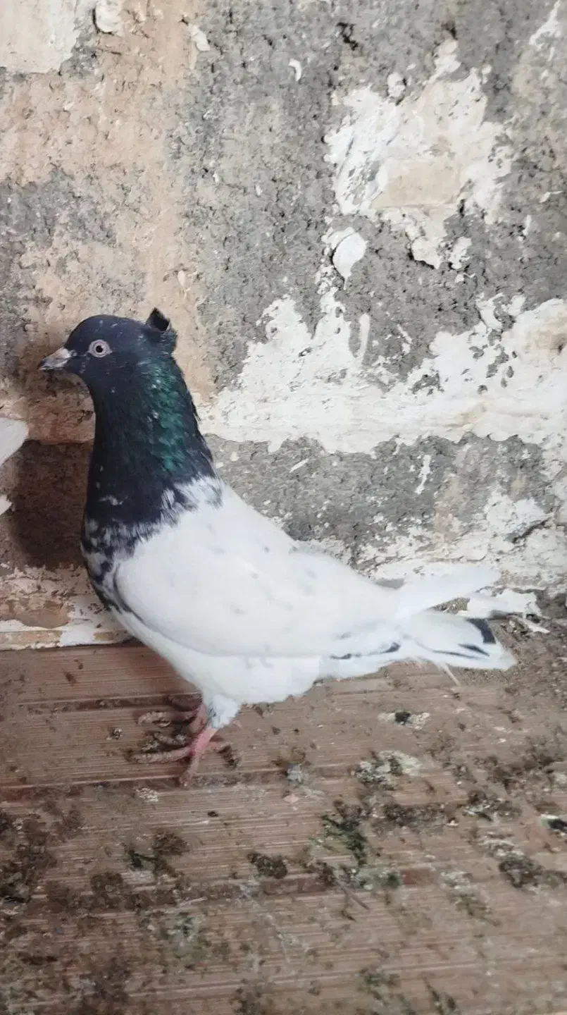 کفتر|پرنده|شیروان (خراسان), |دیوار