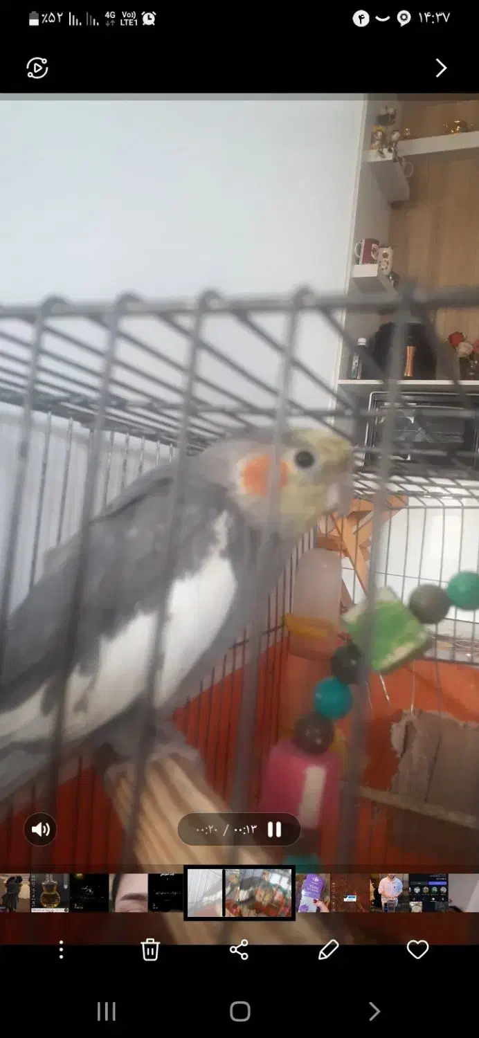 گمشده|حیوانات|تبریز, |دیوار