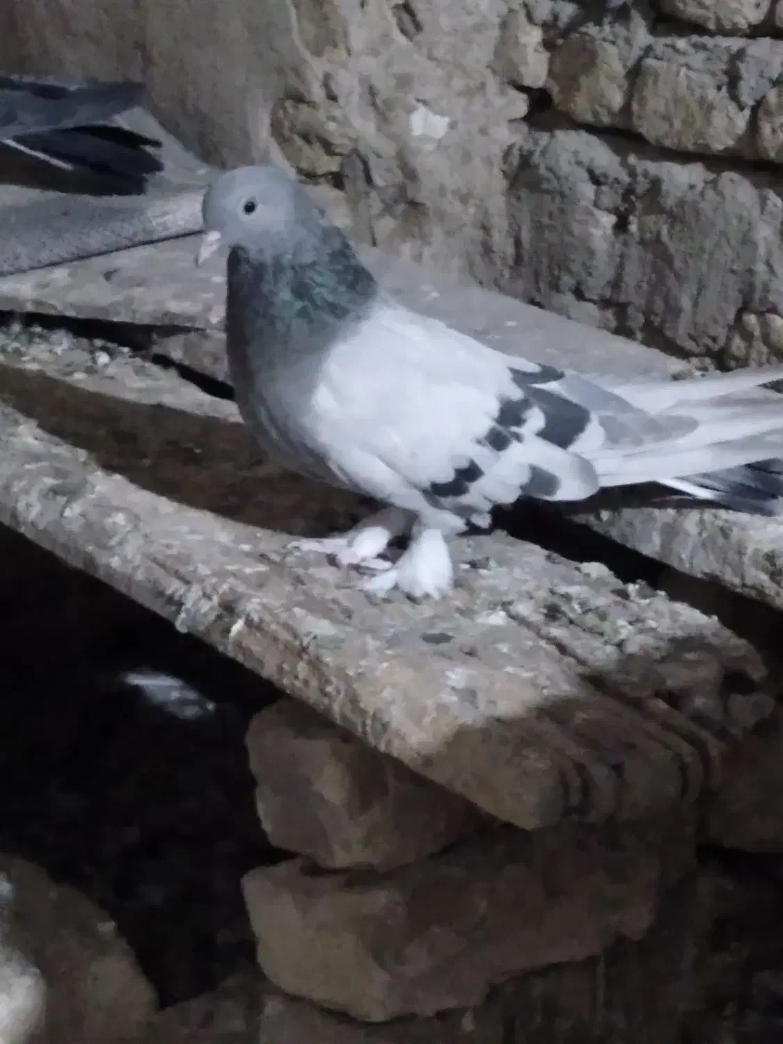 کبوتر پر|پرنده|لاران, |دیوار