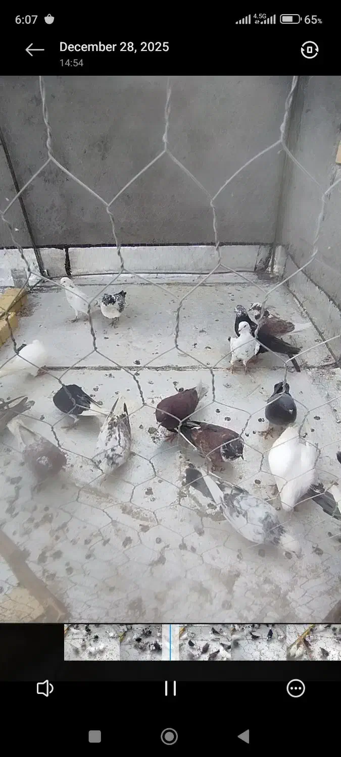 کبوتر|پرنده|شال, |دیوار