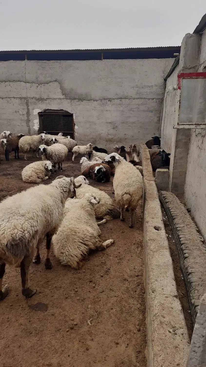 بره نر|حیوانات مزرعه|شاهینشهر, پارک بانک استان|دیوار