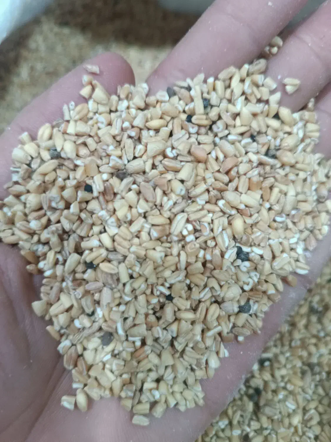 گندم شکسته|خوردنی و آشامیدنی|بندر ماهشهر, |دیوار