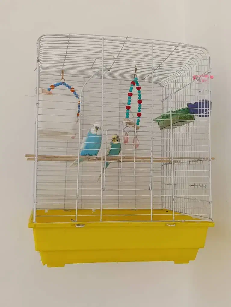 فروش مرغ عشق همراه باقفس|پرنده|محمدبار, |دیوار