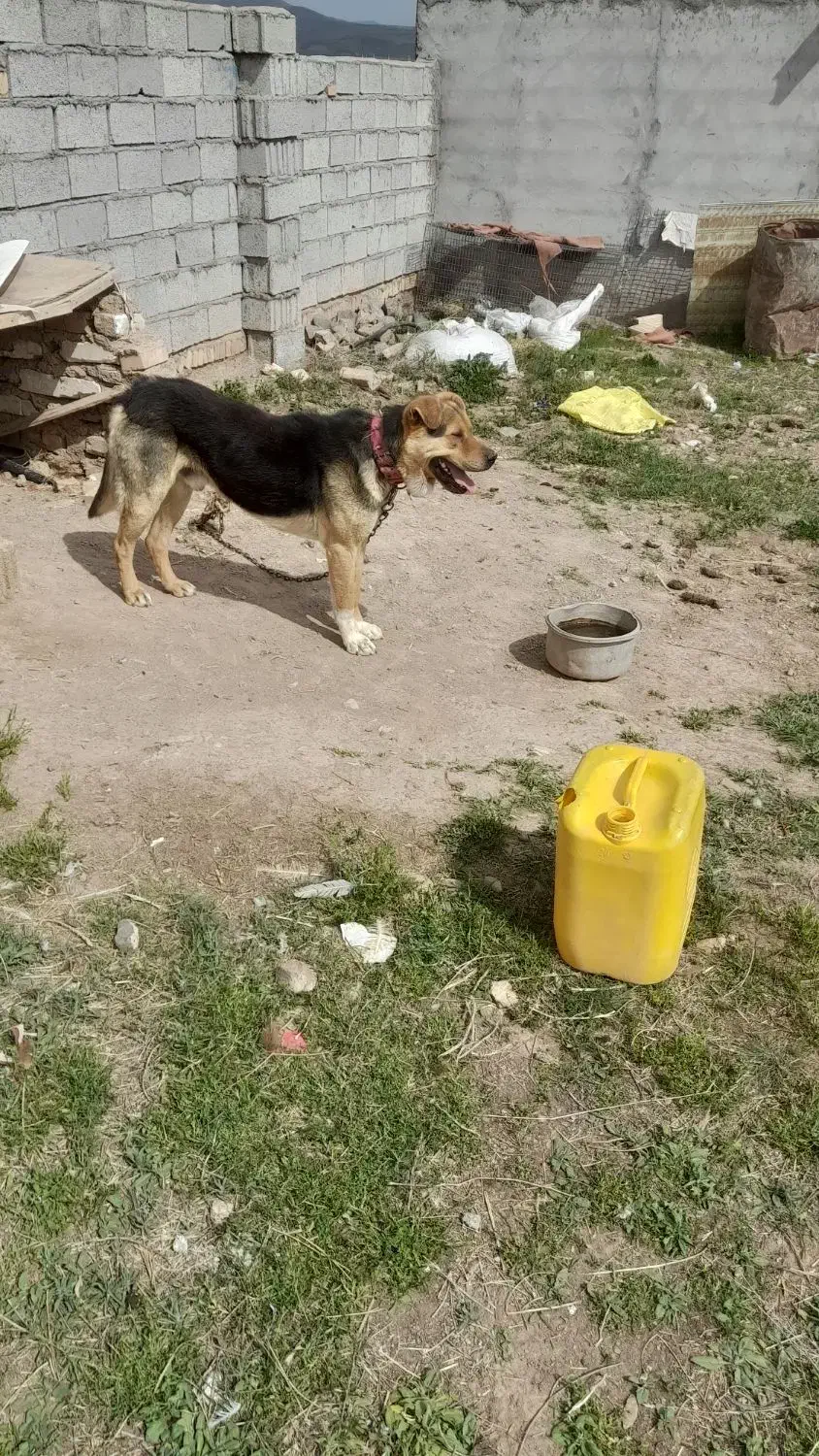 سگ نگهبان|سگ|خواجه, |دیوار