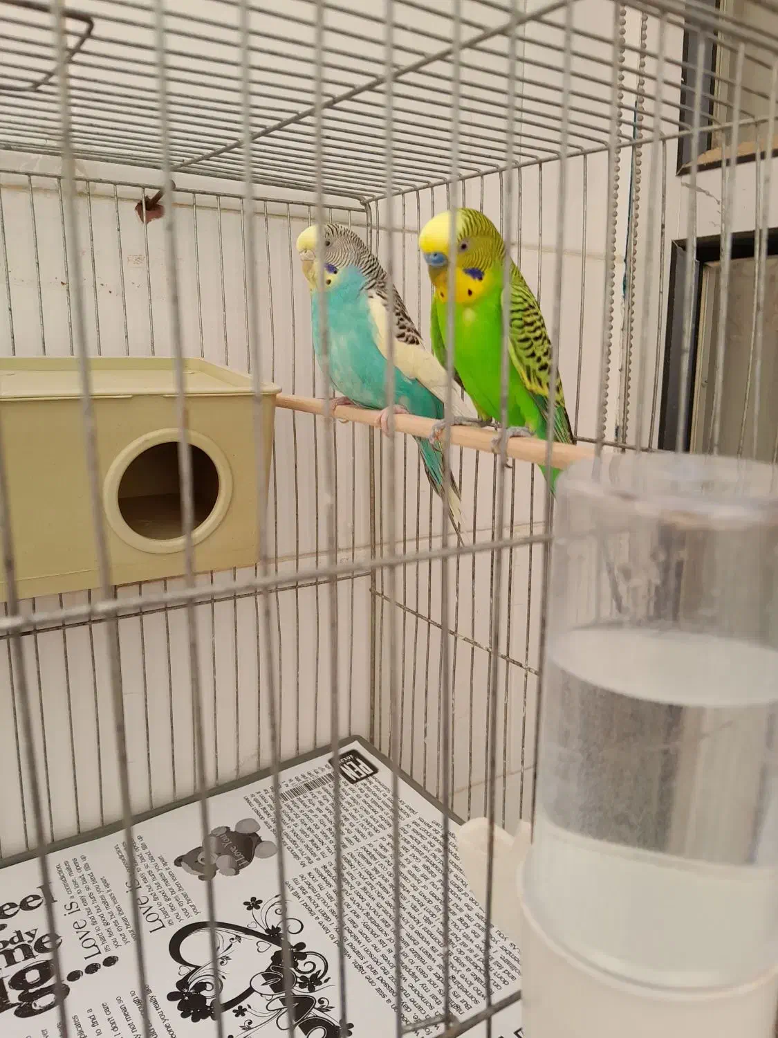 جفت مرغ نر و ماده + قفس|پرنده|کرج, بنیاد|دیوار