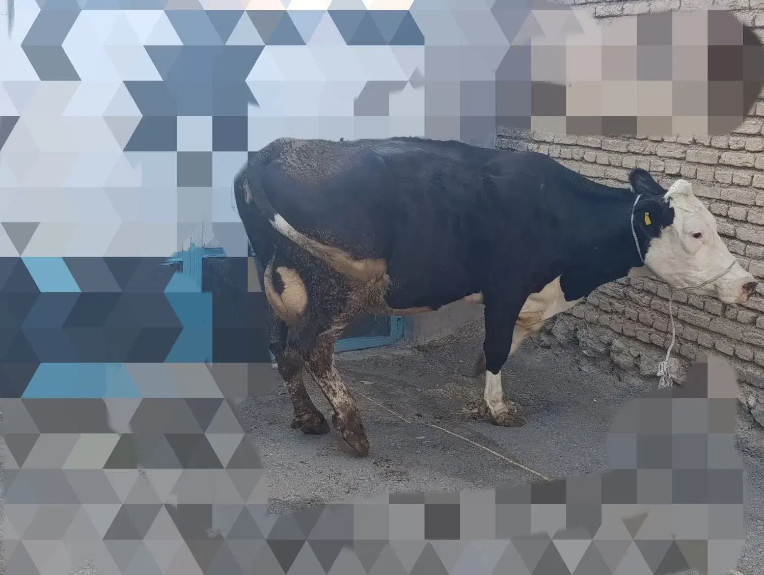 گاو سیمینتال|حیوانات مزرعه|جونقان, |دیوار