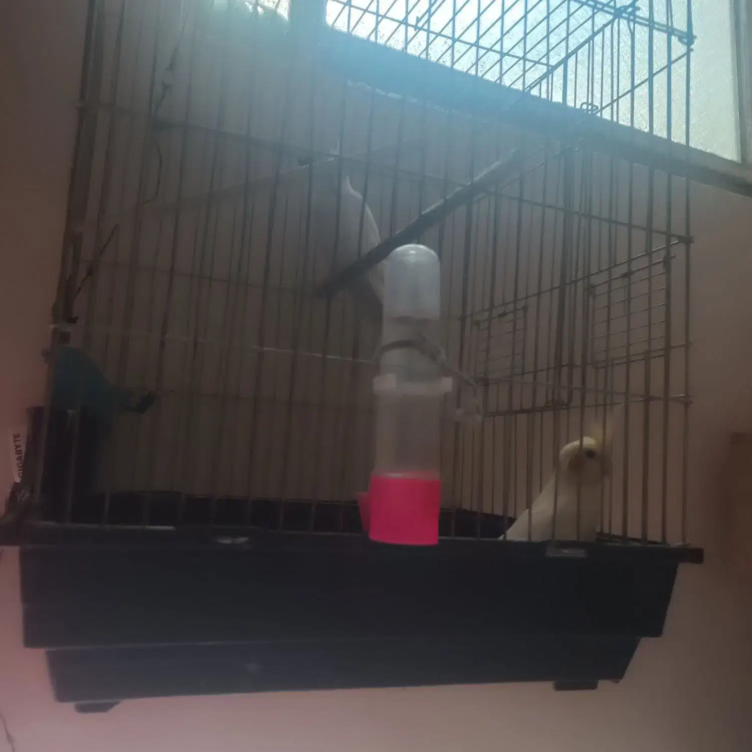 عروس پاریس|پرنده|کرخه, |دیوار