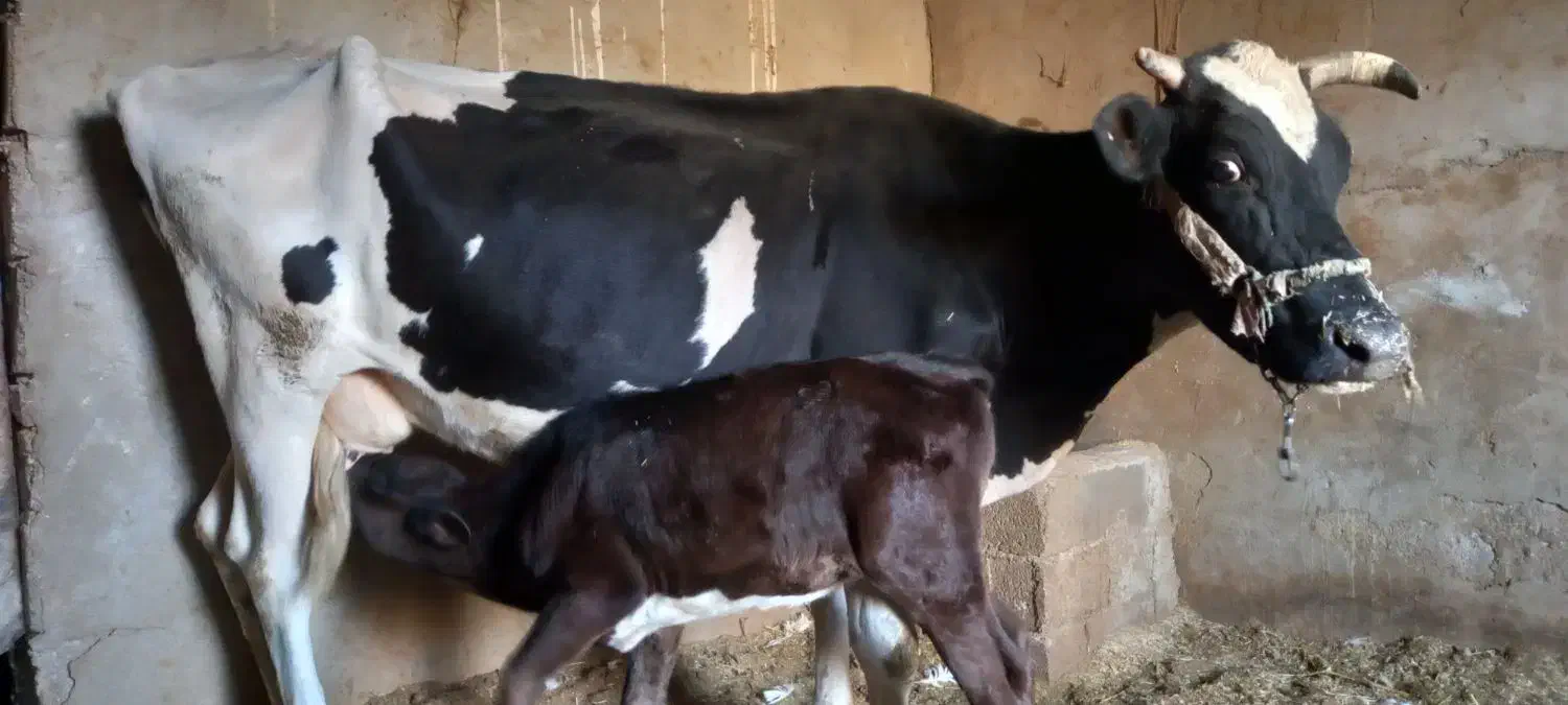 اهواز  رامشیر|حیوانات مزرعه|رامشیر, |دیوار