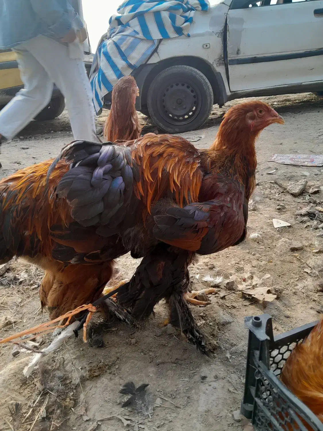 خروس امپراطور برهما|حیوانات مزرعه|هادی شهر, |دیوار