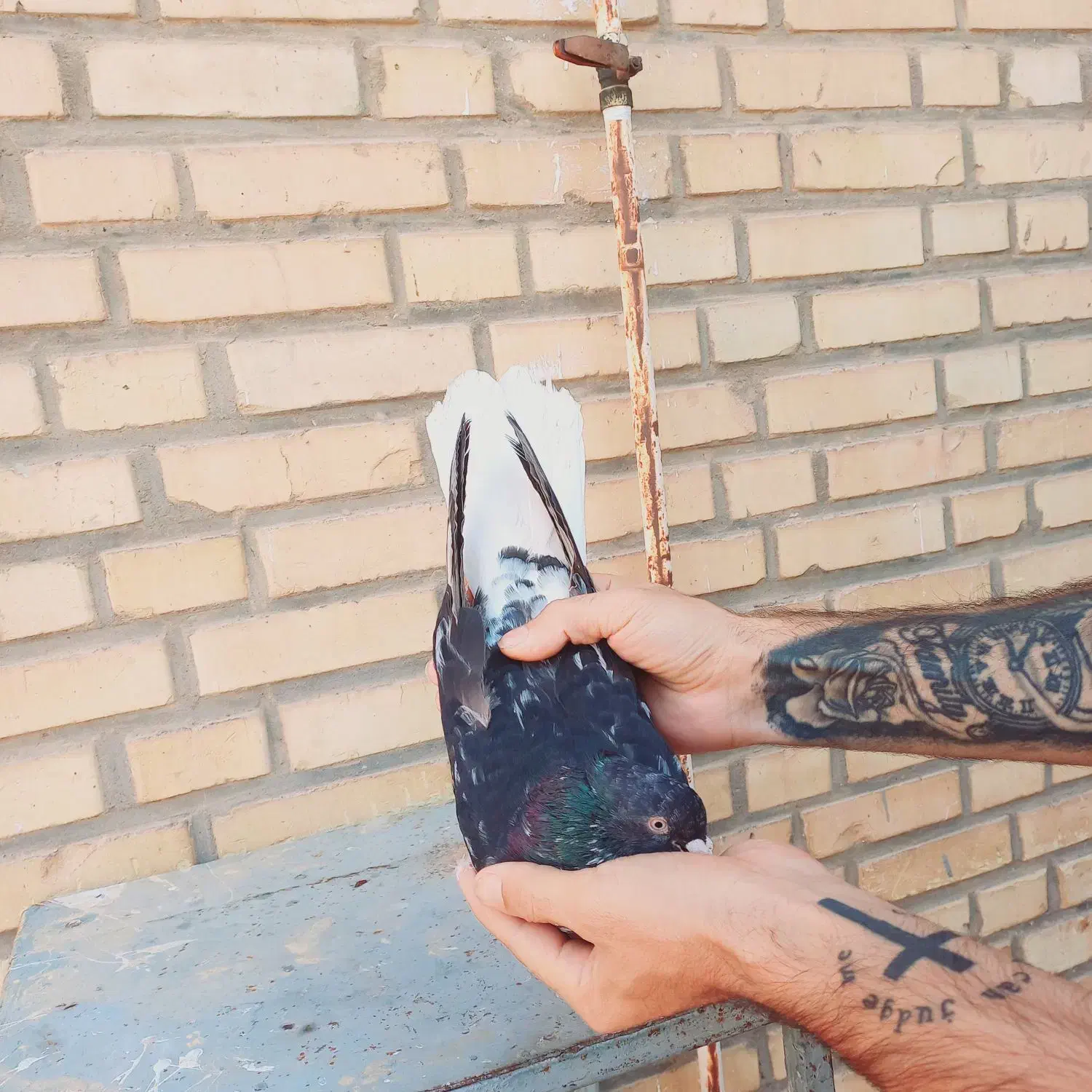 کوهی دم سفید نر|پرنده|کارون, |دیوار