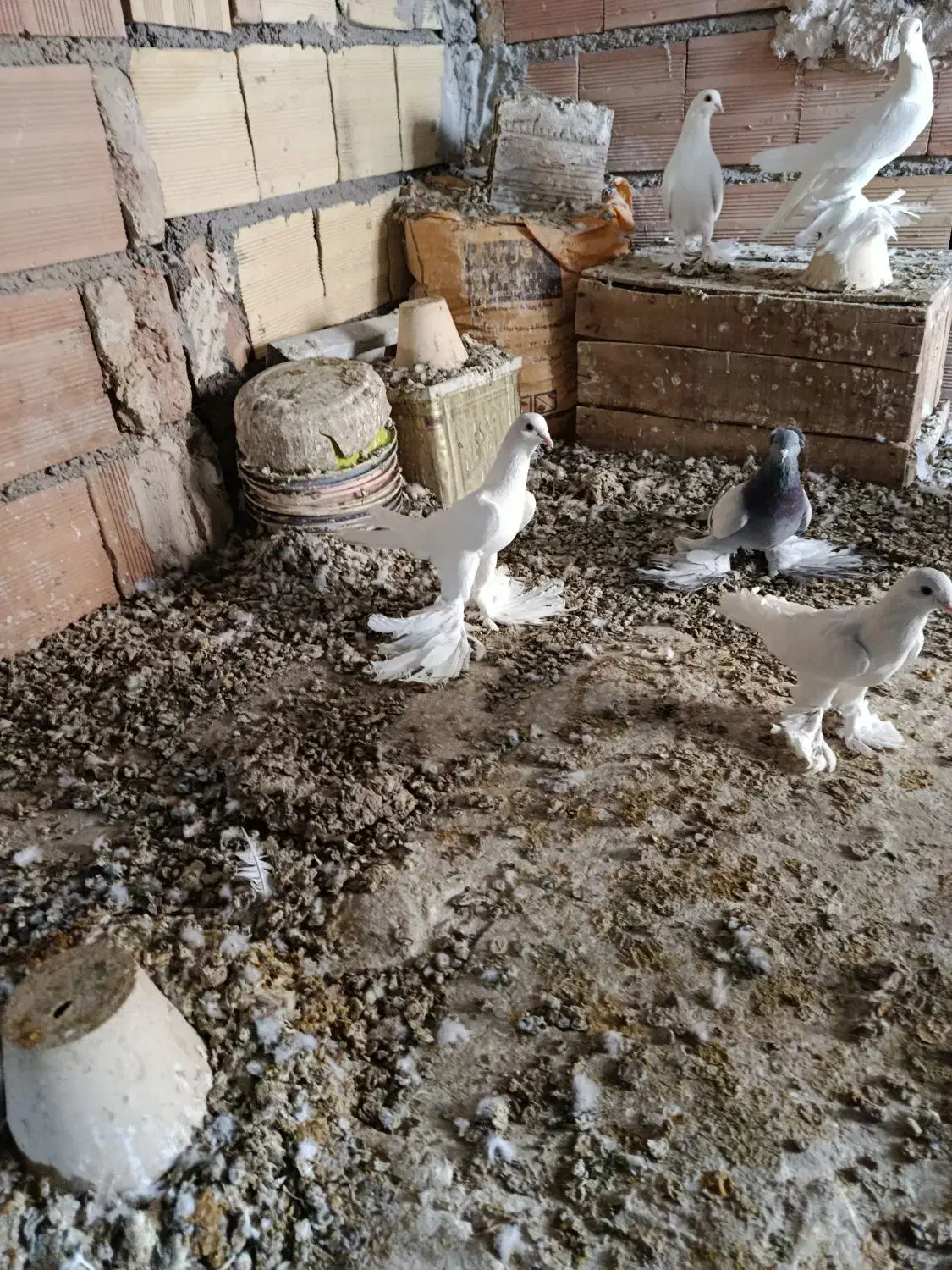 کبوتر|پرنده|تبریز, |دیوار