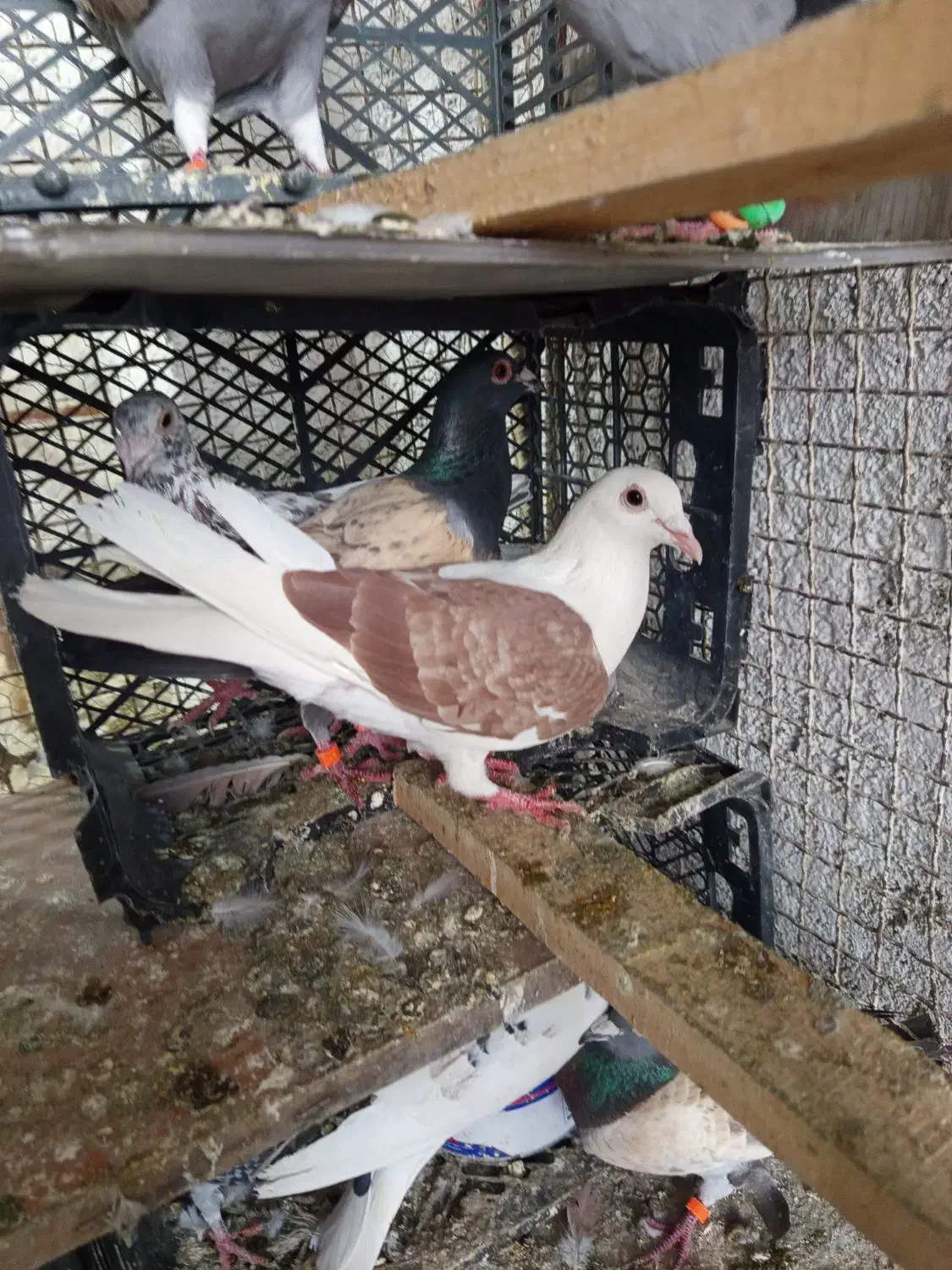 کفتر شهرستانی|پرنده|مشکین‌دشت, |دیوار